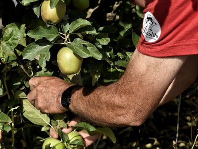 Esclarecer las ramas de los manzanos en junio favorece la calidad de la fruta.