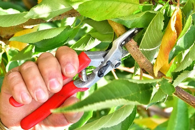 La poda de verano: una práctica que mejora las características organolépticas de la manzana.