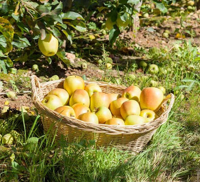 Esta temporada podemos presumir de Manzana Golden Rosé de primera calidad