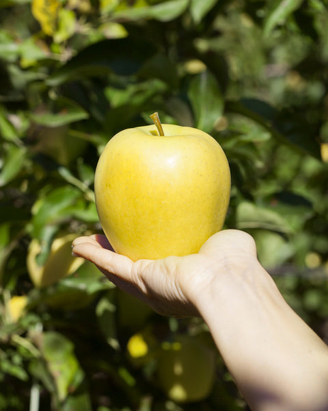 Manzana Golden