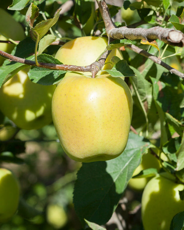 Manzana Golden