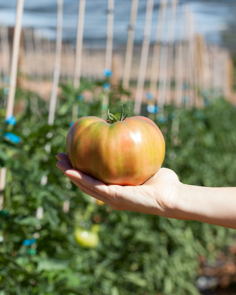 Tomate Rosa TAMI