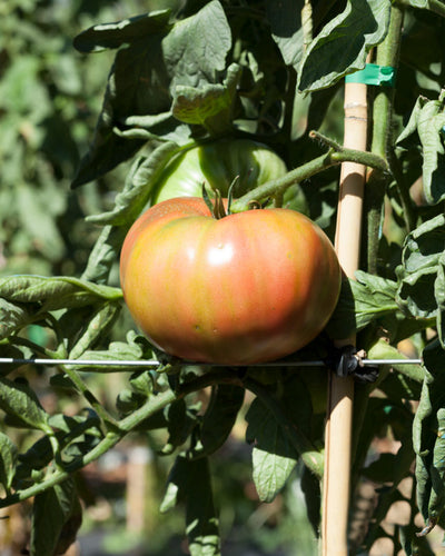 Tomate Rosa TAMI