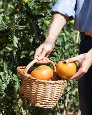Tomate Jack TAMI