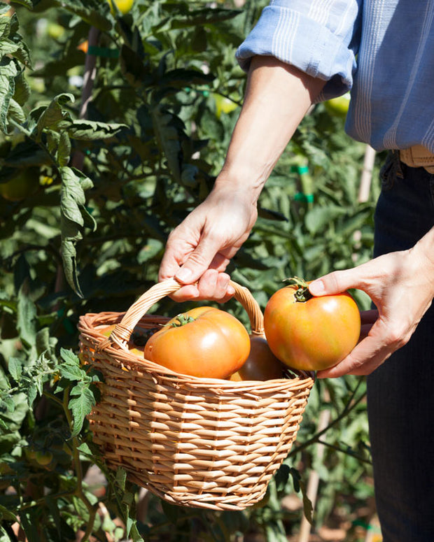 Tomate Jack TAMI
