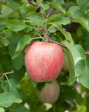 Manzana Fuji