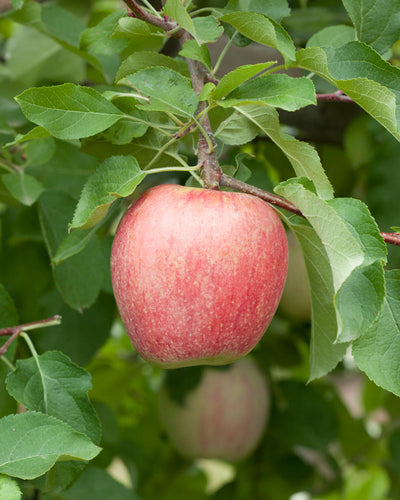 Manzana Fuji