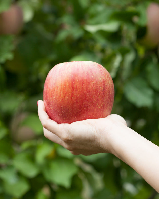 Manzana Fuji