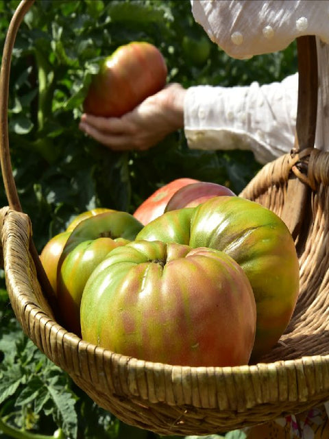 Tomate Rosa TAMI