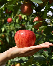 Manzana Gala