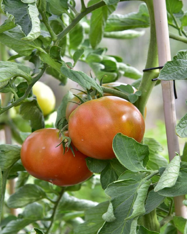 Tomate Jack TAMI