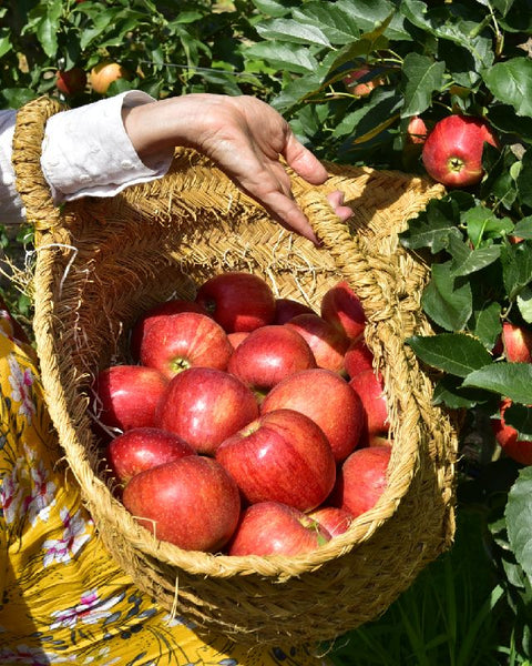 Manzana Gala