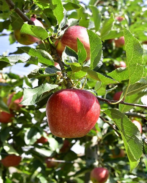 Manzana Gala