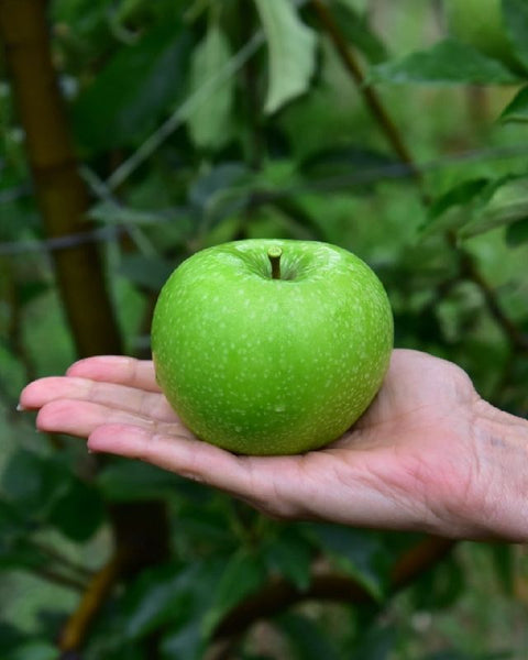 Manzana Granny Smith