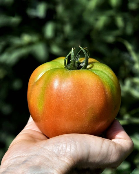 Tomate Jack TAMI